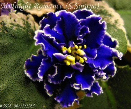 Midnight Romance